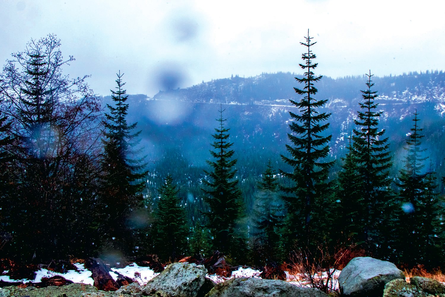 National Forest Christmas Tree Permits to Be Available Soon The Daily